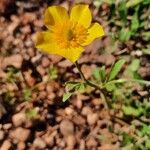 Ranunculus monspeliacus പുഷ്പം