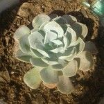 Echeveria lilacina Lapas