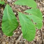 Asimina parviflora Leaf