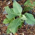 Verbascum phlomoides Blatt