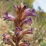 Orobanche olbiensis Flower