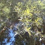 Salix babylonica Lapas