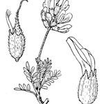 Astragalus vesicarius Annet