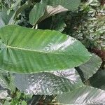 Coussapoa villosa 叶
