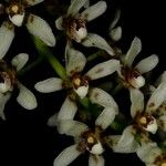 Sarcochilus koghiensis Blüte