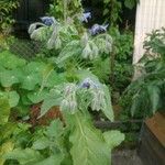 Borago officinalisFlors