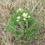 Anemone narcissiflora 整株植物