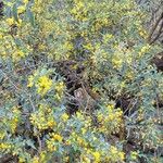 Berberis fremontii 整株植物