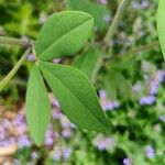 Baptisia sphaerocarpa Levél