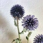 Echinops bannaticus പുഷ്പം