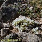 Arenaria erinacea Habit