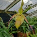 Phragmipedium longifolium Кветка