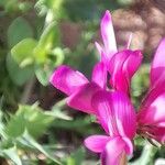 Hedysarum glomeratum 花