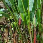 Heliconia mariae Habitus