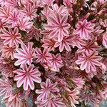 Lewisia longipetala ᱵᱟᱦᱟ