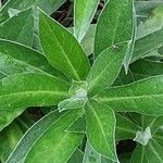 Centaurea montana Leaf