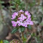 Thymus longicaulis 花