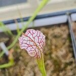 Sarracenia leucophylla Flor