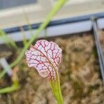 Sarracenia leucophylla 花