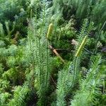 Lycopodium annotinum Yaprak