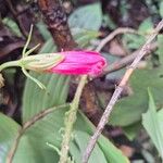 Malvaviscus arboreus Flower