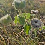 Abutilon grandiflorum Plod