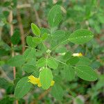 Oxalis frutescens Hàbitat