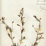 Lathyrus annuus Fleur