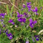 Viola × williamsii Blüte