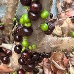 Plinia cauliflora Fruit