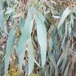 Eucalyptus camaldulensis Hostoa