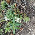 Lobularia maritima花