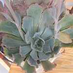 Echeveria shaviana برگ