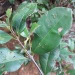 Cassipourea microphylla 葉