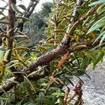 Podocarpus totara Bark