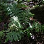 Didymochlaena truncatula 葉