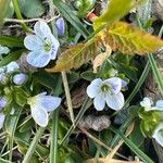 Veronica repens Flower