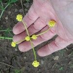 Lomatium bicolor