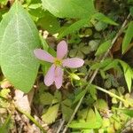 Sabatia angularis Цвят