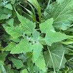 Chenopodium ficifolium Foglia