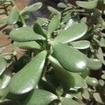 Crassula ovata অন্যান্য