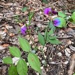 Lathyrus venetus Fleur