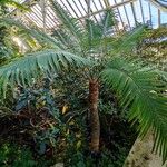 Cycas rumphii Natur