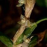 Bulbophyllum absconditum Rinde