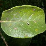 Ficus velutina Листок