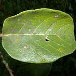 Ficus velutina Blatt