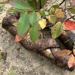 Vaccinium pallidum Leaf