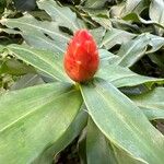 Costus scaber Lorea