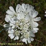 Orlaya grandiflora 花