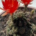 Rebutia heliosa Flower